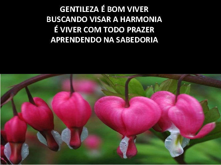 GENTILEZA É BOM VIVER BUSCANDO VISAR A HARMONIA É VIVER COM TODO PRAZER APRENDENDO