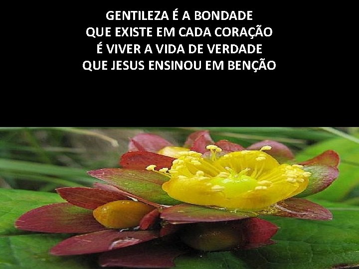 GENTILEZA É A BONDADE QUE EXISTE EM CADA CORAÇÃO É VIVER A VIDA DE