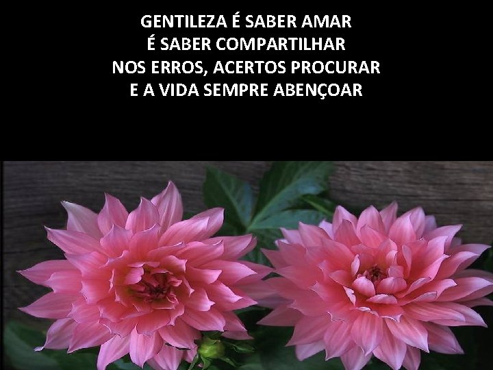 GENTILEZA É SABER AMAR É SABER COMPARTILHAR NOS ERROS, ACERTOS PROCURAR E A VIDA