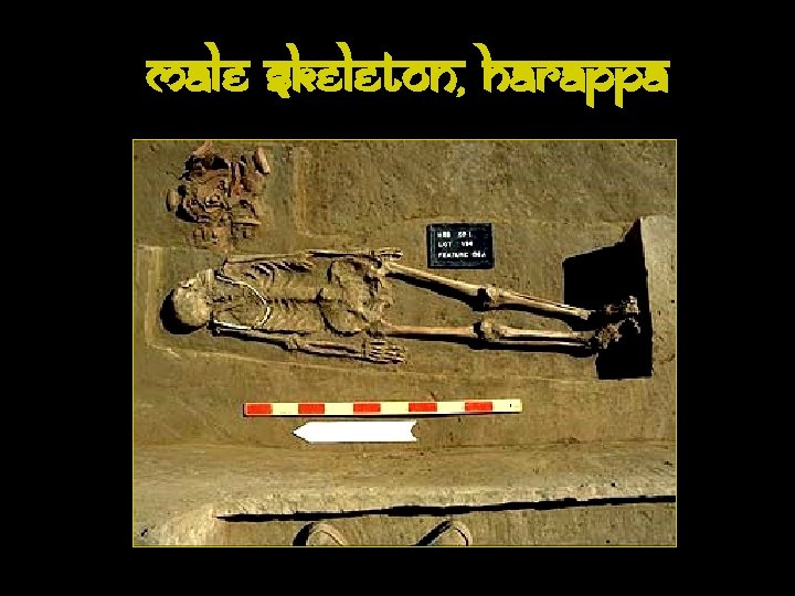 Male Skeleton, Harappa 