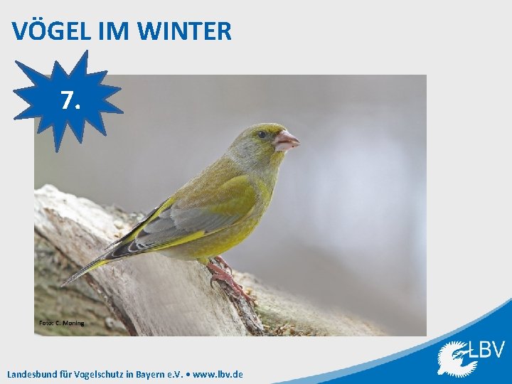 VÖGEL IM WINTER 7. Landesbund für Vogelschutz in Bayern e. V. • www. lbv.