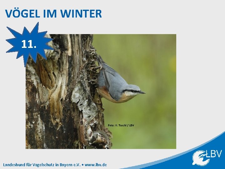 VÖGEL IM WINTER 11. Landesbund für Vogelschutz in Bayern e. V. • www. lbv.