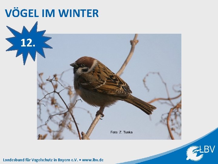 VÖGEL IM WINTER 12. Landesbund für Vogelschutz in Bayern e. V. • www. lbv.