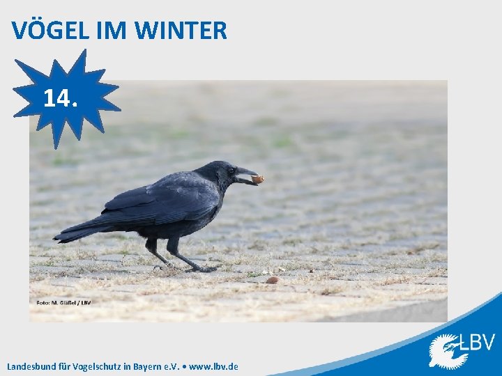 VÖGEL IM WINTER 14. Landesbund für Vogelschutz in Bayern e. V. • www. lbv.