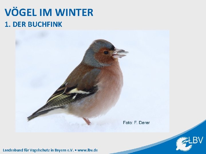 VÖGEL IM WINTER 1. DER BUCHFINK Landesbund für Vogelschutz in Bayern e. V. •