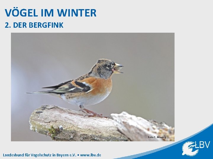VÖGEL IM WINTER 2. DER BERGFINK Landesbund für Vogelschutz in Bayern e. V. •