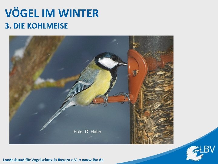 VÖGEL IM WINTER 3. DIE KOHLMEISE Landesbund für Vogelschutz in Bayern e. V. •