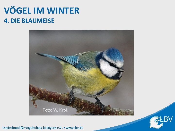 VÖGEL IM WINTER 4. DIE BLAUMEISE Landesbund für Vogelschutz in Bayern e. V. •