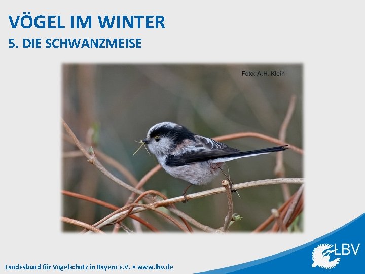 VÖGEL IM WINTER 5. DIE SCHWANZMEISE Landesbund für Vogelschutz in Bayern e. V. •