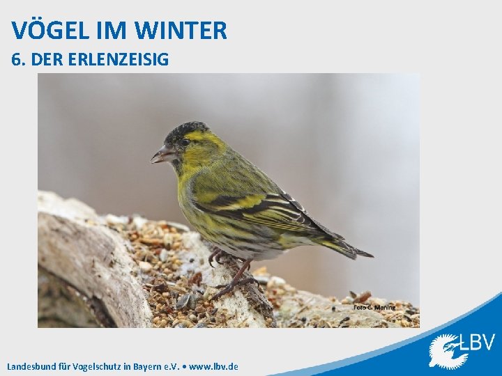 VÖGEL IM WINTER 6. DER ERLENZEISIG Landesbund für Vogelschutz in Bayern e. V. •