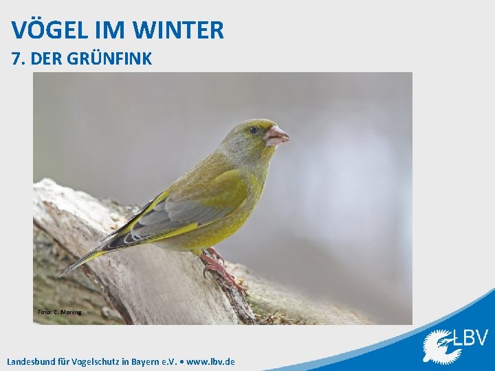 VÖGEL IM WINTER 7. DER GRÜNFINK Landesbund für Vogelschutz in Bayern e. V. •