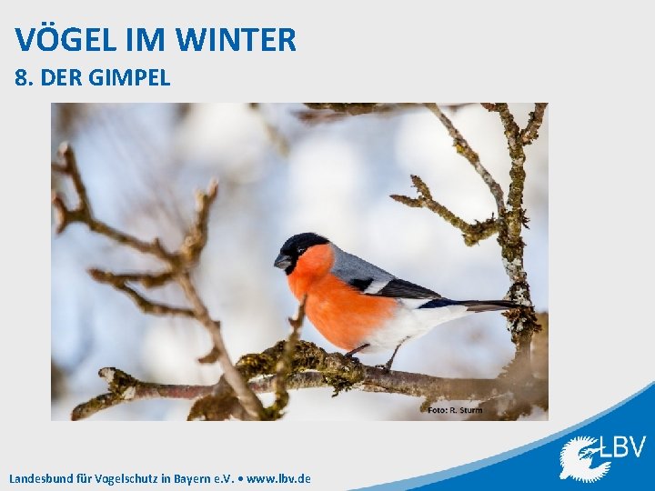 VÖGEL IM WINTER 8. DER GIMPEL Landesbund für Vogelschutz in Bayern e. V. •