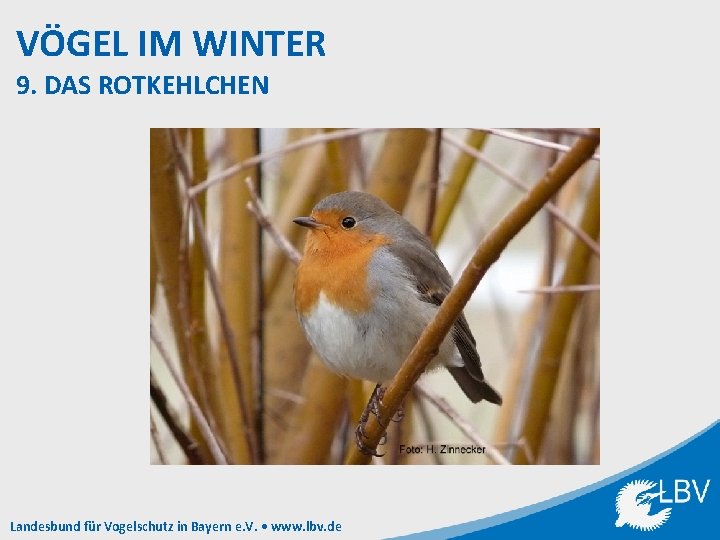 VÖGEL IM WINTER 9. DAS ROTKEHLCHEN Landesbund für Vogelschutz in Bayern e. V. •