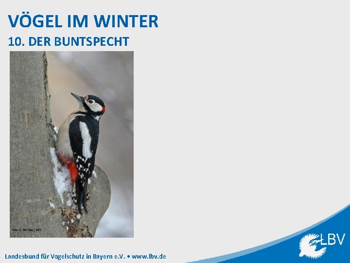 VÖGEL IM WINTER 10. DER BUNTSPECHT Landesbund für Vogelschutz in Bayern e. V. •
