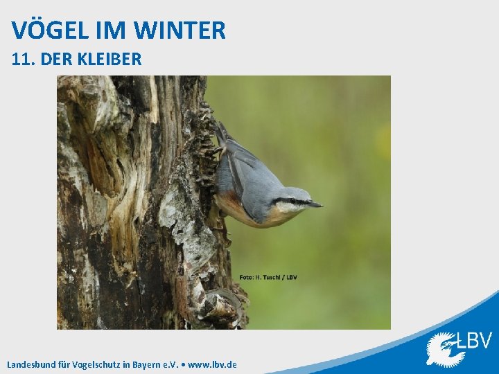 VÖGEL IM WINTER 11. DER KLEIBER Landesbund für Vogelschutz in Bayern e. V. •