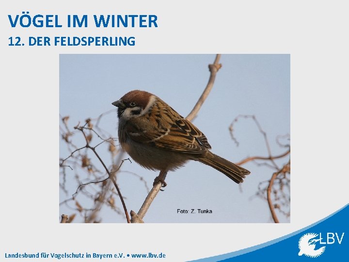 VÖGEL IM WINTER 12. DER FELDSPERLING Landesbund für Vogelschutz in Bayern e. V. •