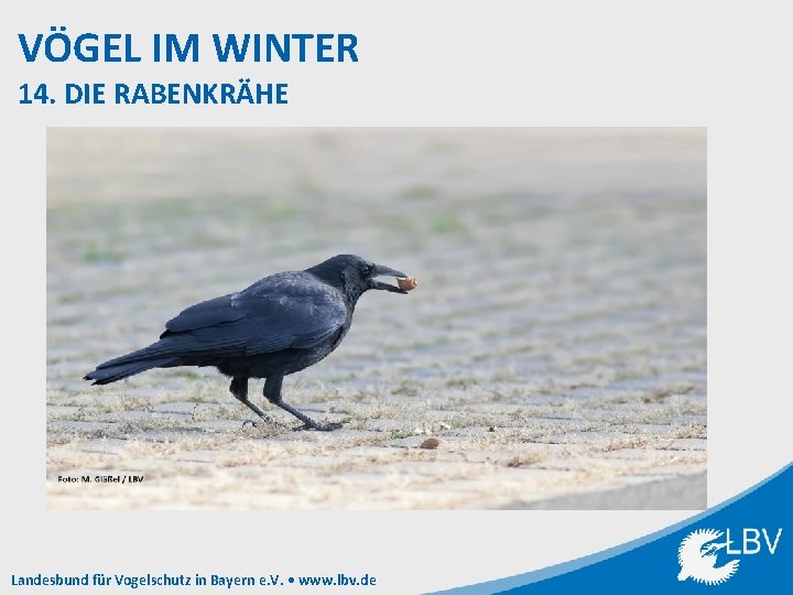 VÖGEL IM WINTER 14. DIE RABENKRÄHE Landesbund für Vogelschutz in Bayern e. V. •