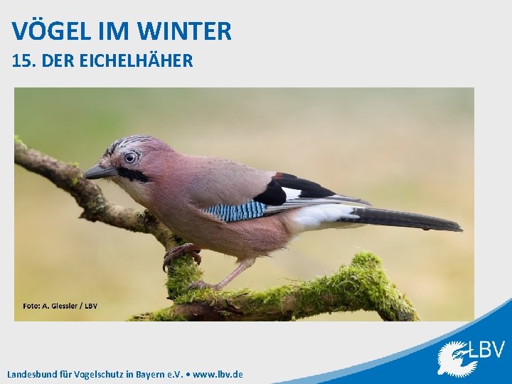 VÖGEL IM WINTER 15. DER EICHELHÄHER Landesbund für Vogelschutz in Bayern e. V. •