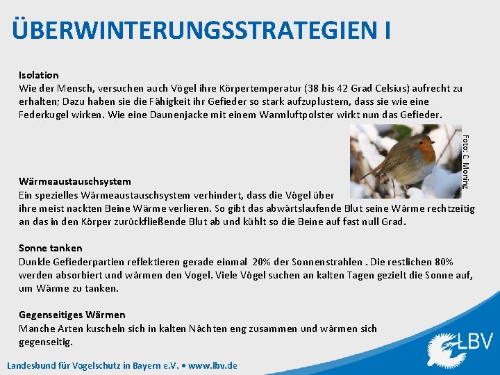 ÜBERWINTERUNGSSTRATEGIEN I Isolation Wie der Mensch, versuchen auch Vögel ihre Körpertemperatur (38 bis 42