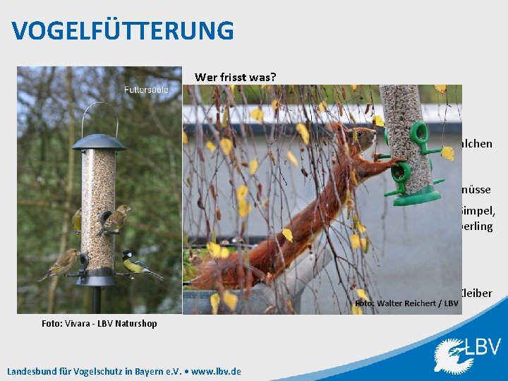 VOGELFÜTTERUNG Wer frisst was? Weichfutter: Äpfel, Rosinen, Haferflocken Amsel, Rotkehlchen Körnermischungen: Sonnenblumenkerne, Getreide, Hanfsamen