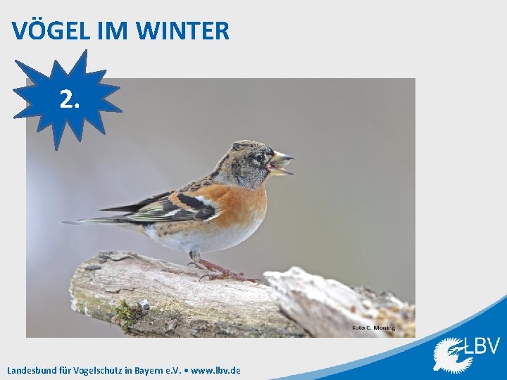 VÖGEL IM WINTER 2. Landesbund für Vogelschutz in Bayern e. V. • www. lbv.