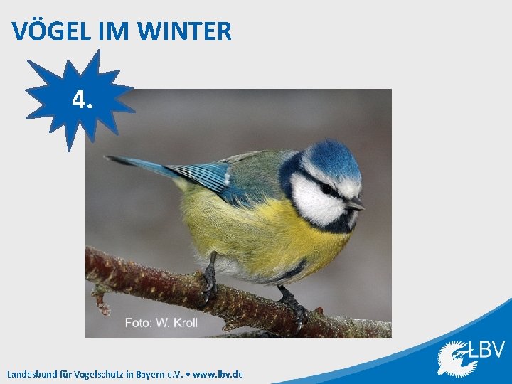 VÖGEL IM WINTER 4. Landesbund für Vogelschutz in Bayern e. V. • www. lbv.