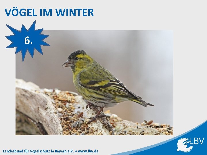 VÖGEL IM WINTER 6. Landesbund für Vogelschutz in Bayern e. V. • www. lbv.