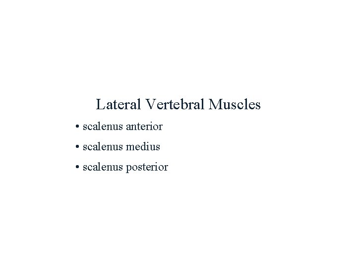 Lateral Vertebral Muscles • scalenus anterior • scalenus medius • scalenus posterior 