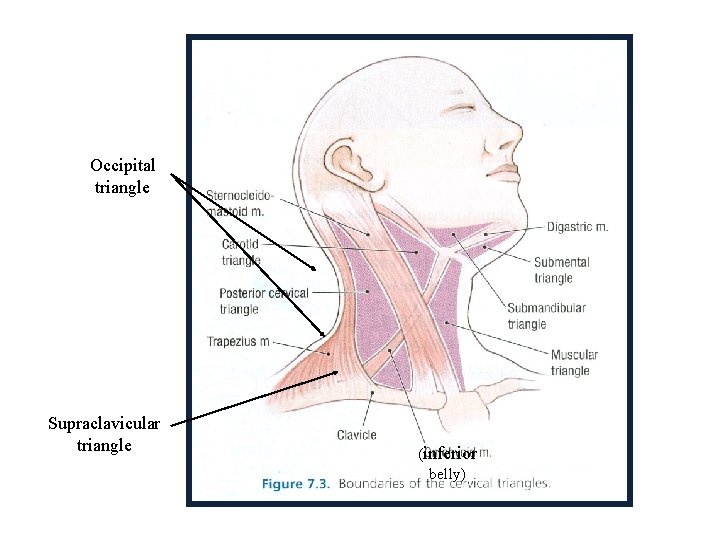 Occipital triangle Supraclavicular triangle (inferior belly) 