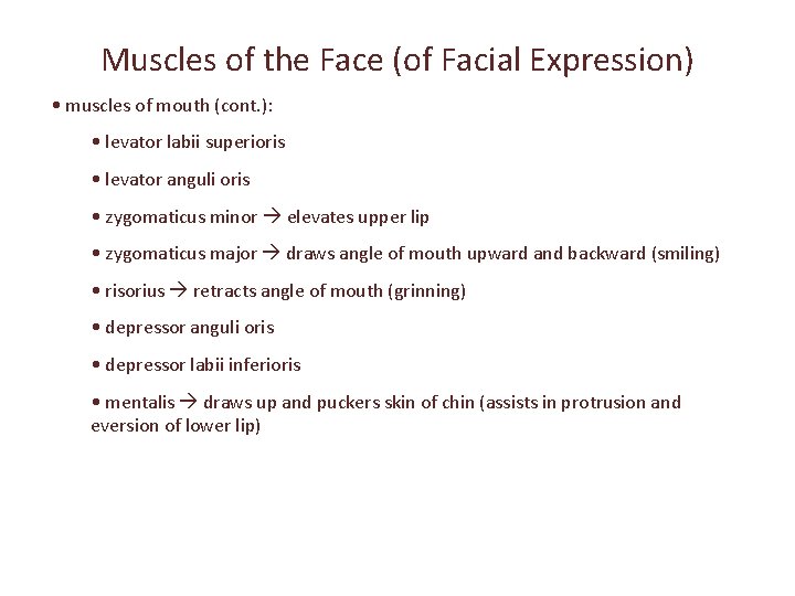 Muscles of the Face (of Facial Expression) • muscles of mouth (cont. ): •