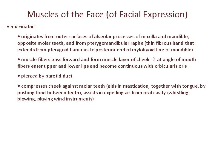 Muscles of the Face (of Facial Expression) • buccinator: • originates from outer surfaces