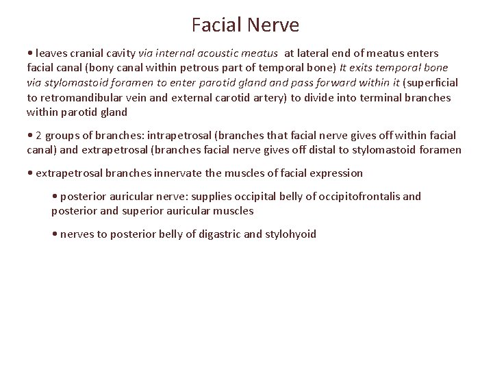 Facial Nerve • leaves cranial cavity via internal acoustic meatus at lateral end of