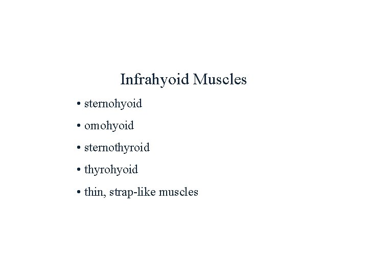 Infrahyoid Muscles • sternohyoid • omohyoid • sternothyroid • thyrohyoid • thin, strap-like muscles