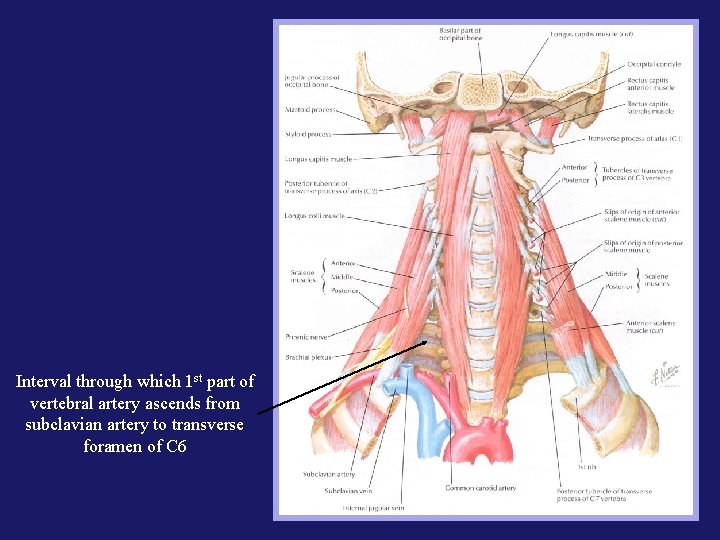 Interval through which 1 st part of vertebral artery ascends from subclavian artery to