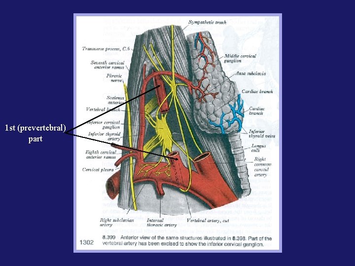 1 st (prevertebral) part 