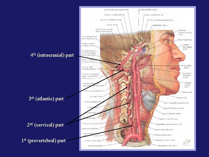 4 th (intracranial) part 3 rd (atlantic) part 2 nd (cervical) part 1 st