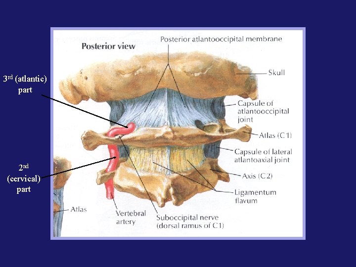 3 rd (atlantic) part 2 nd (cervical) part 