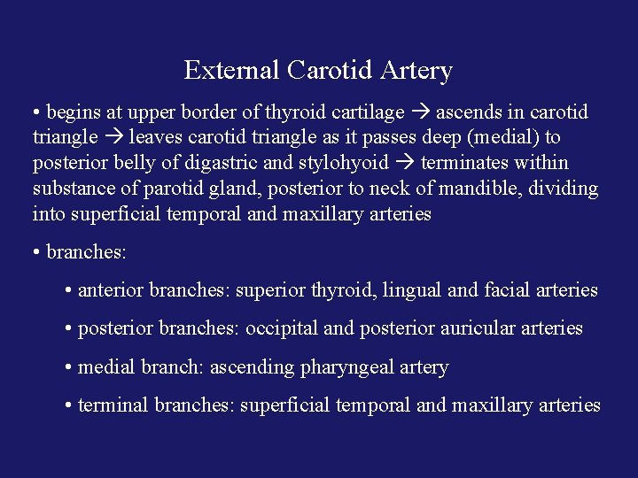 External Carotid Artery • begins at upper border of thyroid cartilage ascends in carotid
