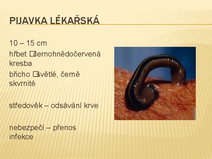 PIJAVKA LÉKAŘSKÁ 10 – 15 cm hřbet �černohnědočervená kresba břicho �světlé, černě skvrnité středověk