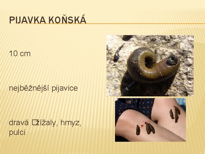 PIJAVKA KOŇSKÁ 10 cm nejběžnější pijavice dravá �žížaly, hmyz, pulci 