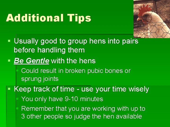Additional Tips § Usually good to group hens into pairs before handling them §