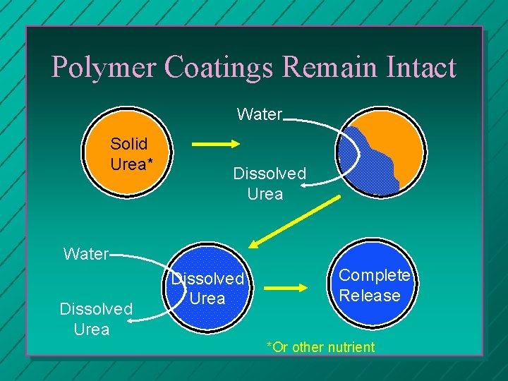 Polymer Coatings Remain Intact Water Solid Urea* Dissolved Urea Water Dissolved Urea Complete Release