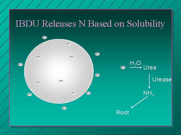 IBDU Releases N Based on Solubility H 2 O Urease NH 4 Root 