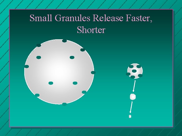 Small Granules Release Faster, Shorter 