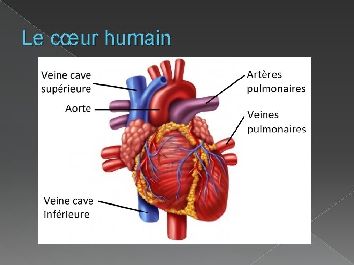 Le cœur humain 