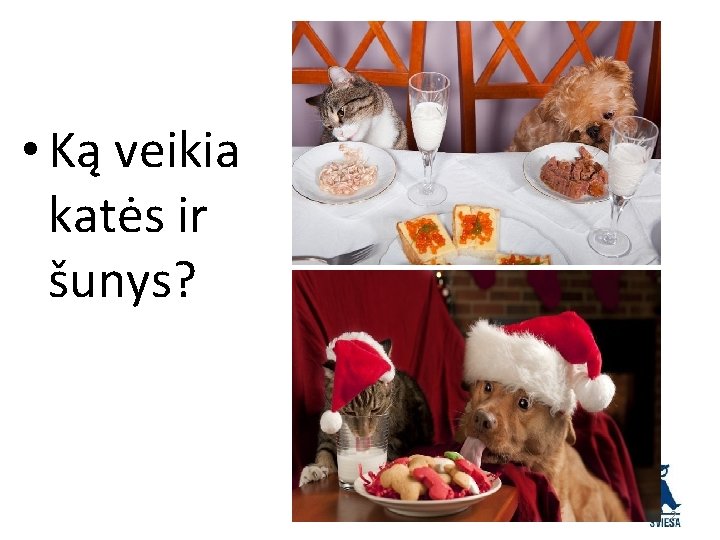  • Ką veikia katės ir šunys? 2 