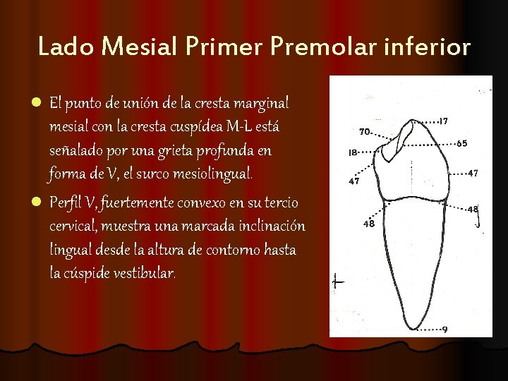 Lado Mesial Primer Premolar inferior l El punto de unión de la cresta marginal