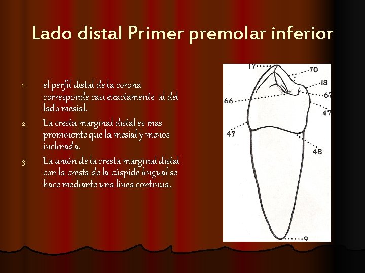 Lado distal Primer premolar inferior 1. 2. 3. el perfil distal de la corona