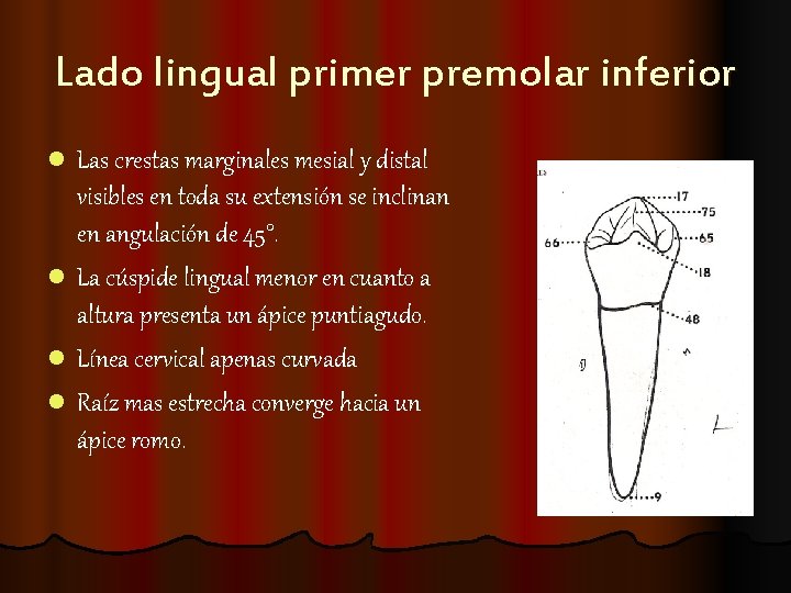 Lado lingual primer premolar inferior l Las crestas marginales mesial y distal visibles en