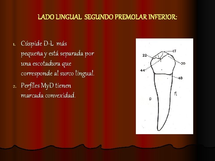 LADO LINGUAL SEGUNDO PREMOLAR INFERIOR: Cúspide D-L más pequeña y está separada por una